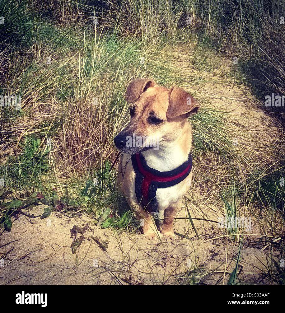 Hund (JRT) auf Camber Strand Sand Dünen, Ostern 2014 - der ganze Strand ist hundefreundlich ab Ende September - Ende April, zieht Urlauber und ihre Haustiere. Stockfoto