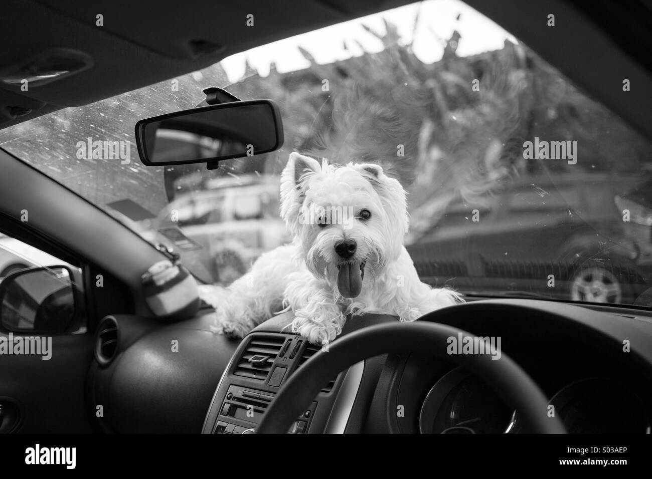 Westie Hund Besitzer in der Auto-Konsole warten. Stockfoto