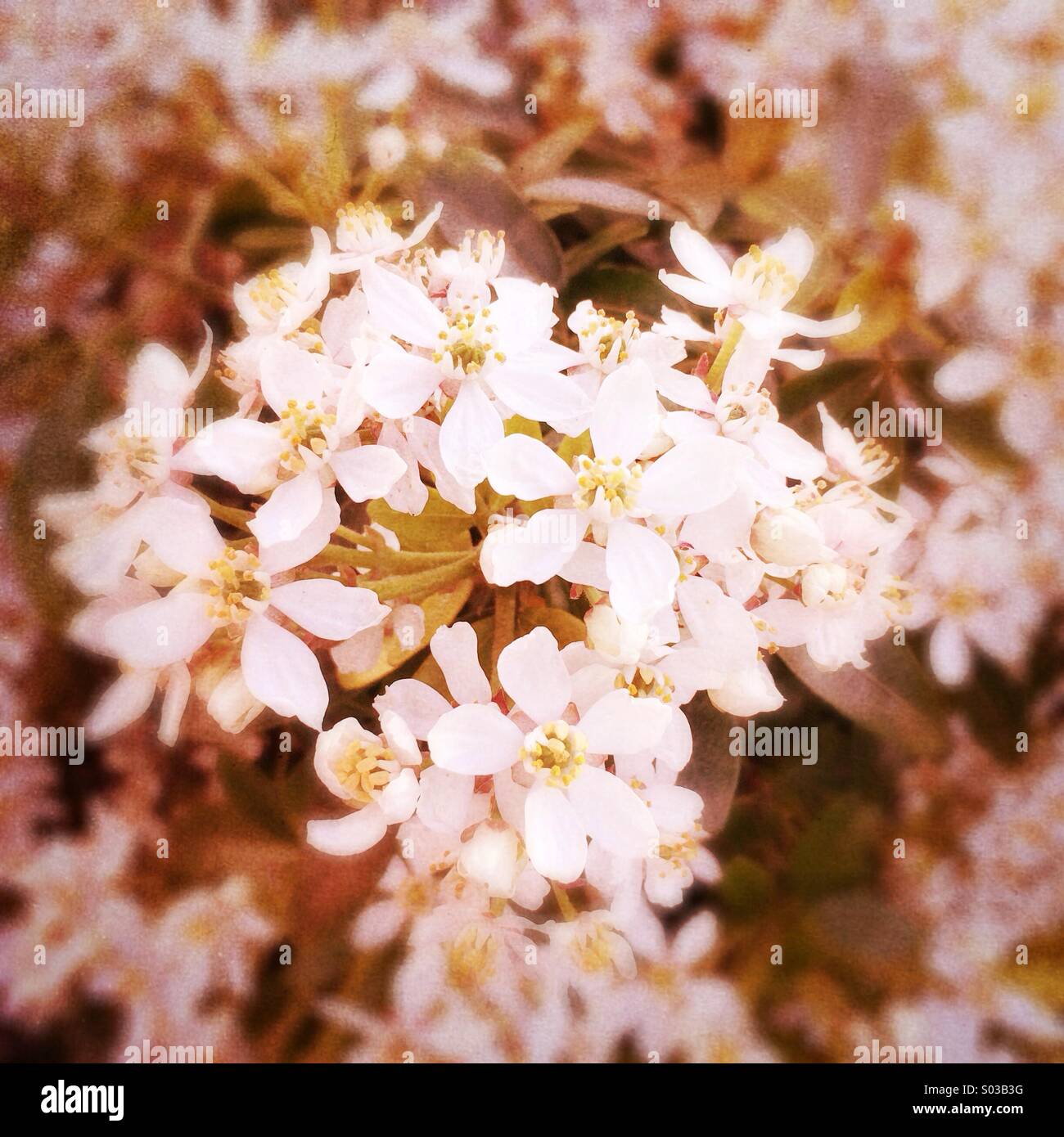 Choisia Blumen an einem Frühlingstag im April, UK Stockfoto