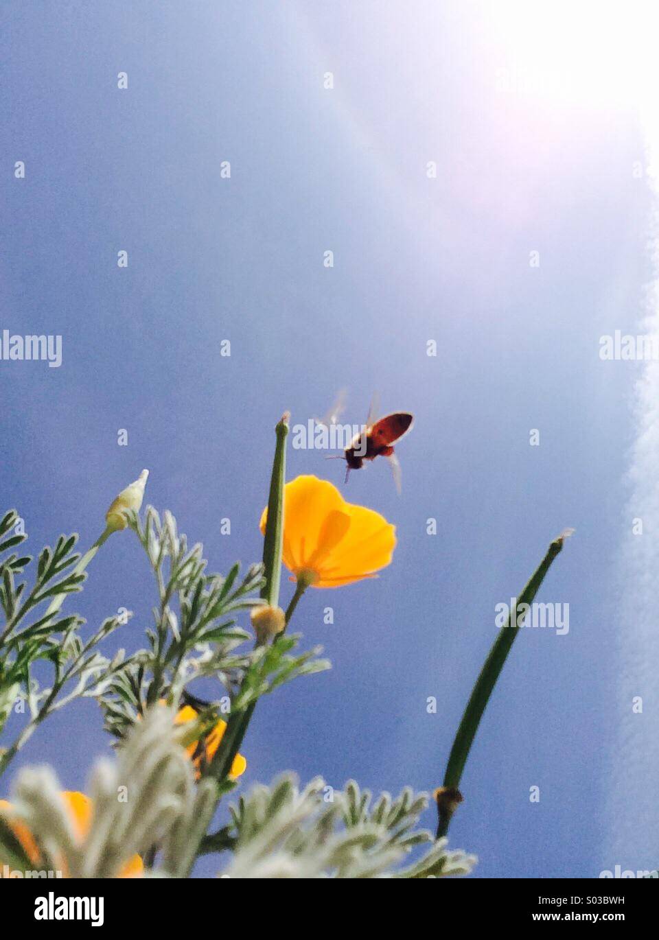 California Poppy mit einer Landung auf es Biene - Smartphone-aufgenommenes Stockfoto