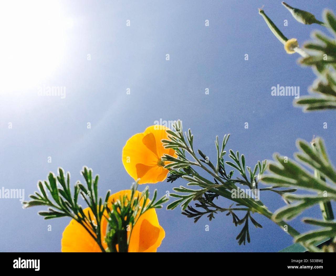 California poppies - Smartphone-aufgenommenes Stockfoto