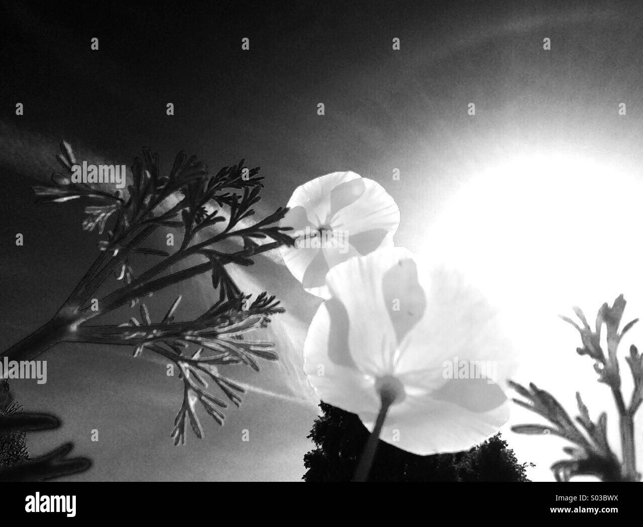 California Poppies Blick in die Summe - Smartphone-aufgenommenes Stockfoto