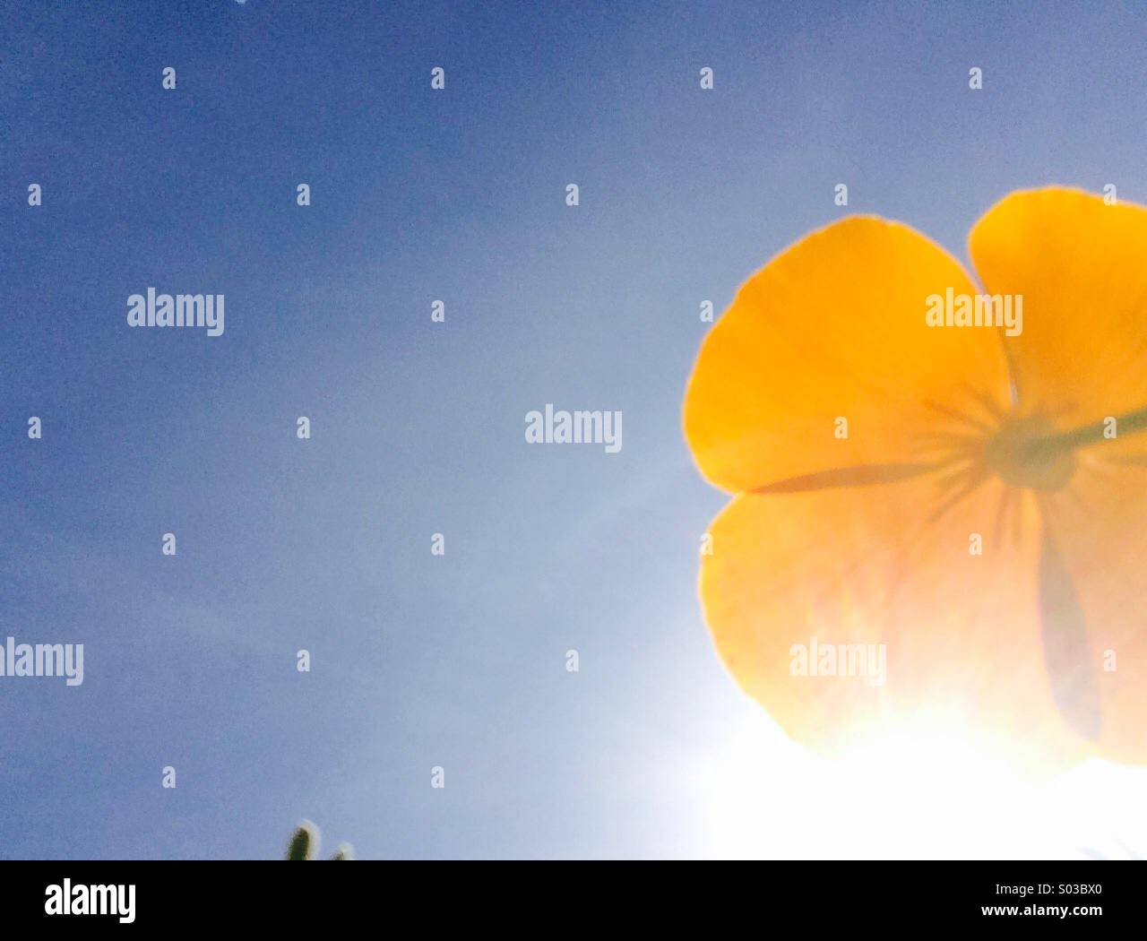 Nahaufnahme von einem kalifornische Mohn - Smartphone-aufgenommenes Stockfoto