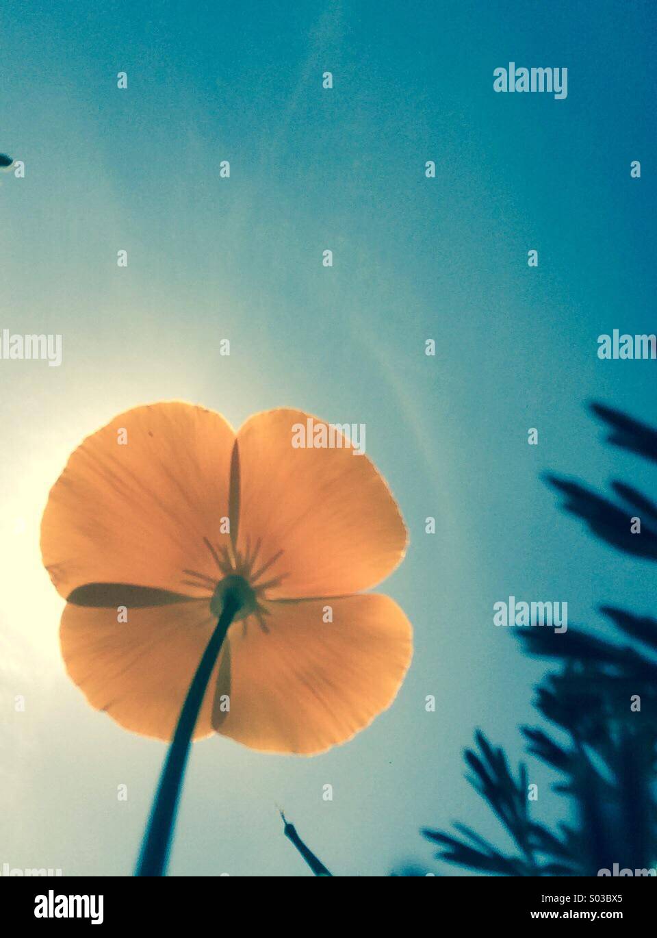 California Poppy Blick in die Sonne - Smartphone-aufgenommenes Stockfoto