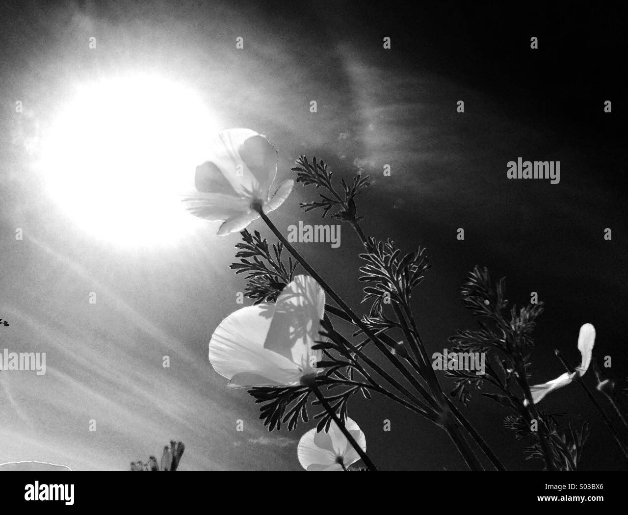 California Poppies Blick in die Sonne - Smartphone-aufgenommenes Stockfoto