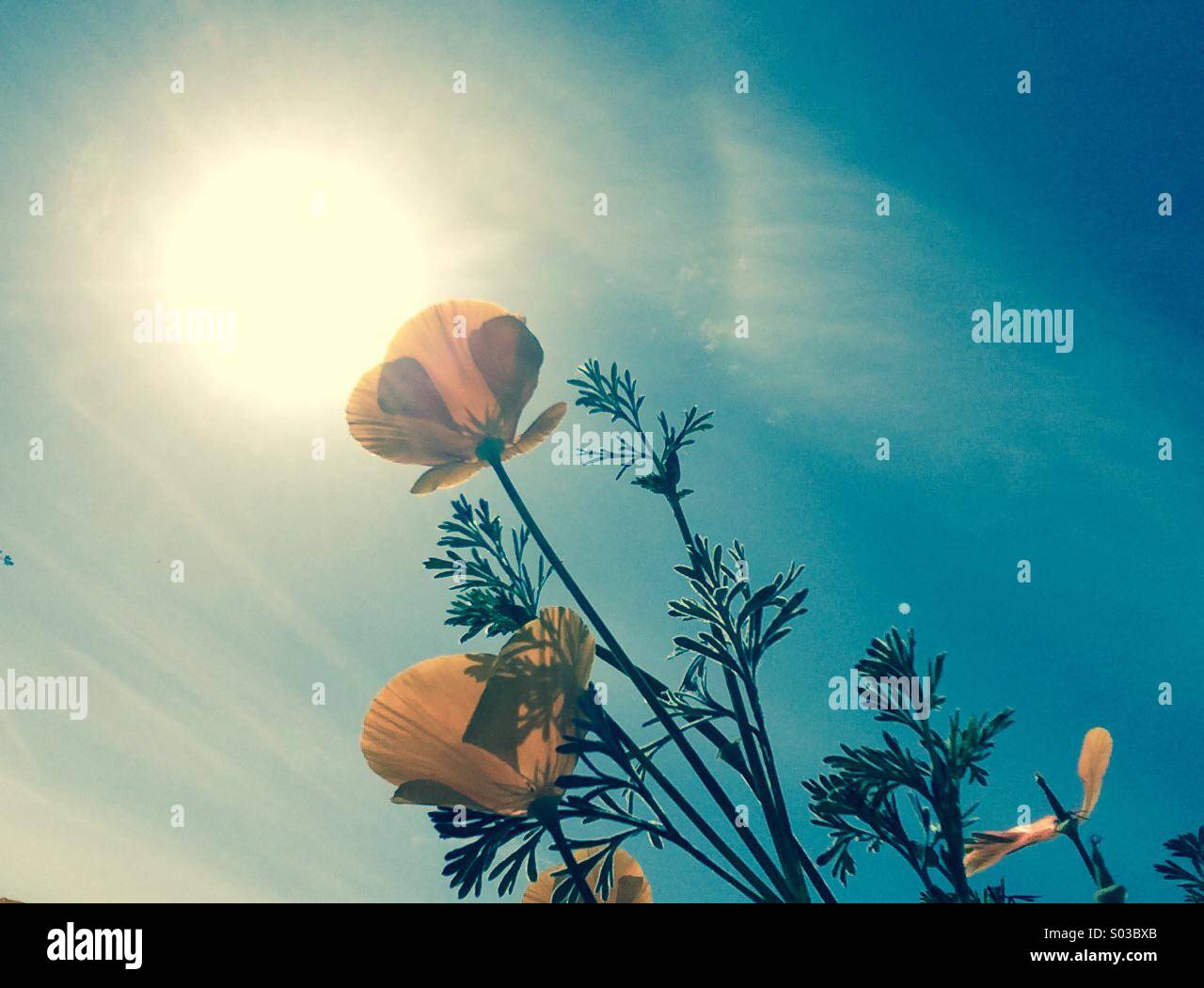 California Poppies Blick in die Sonne - Smartphone-aufgenommenes Stockfoto