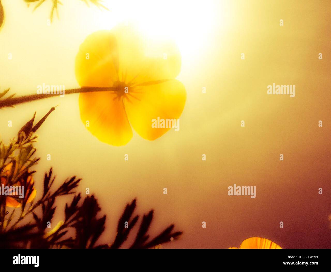 California Poppy Blick in die Sonne - Smartphone-aufgenommenes Stockfoto