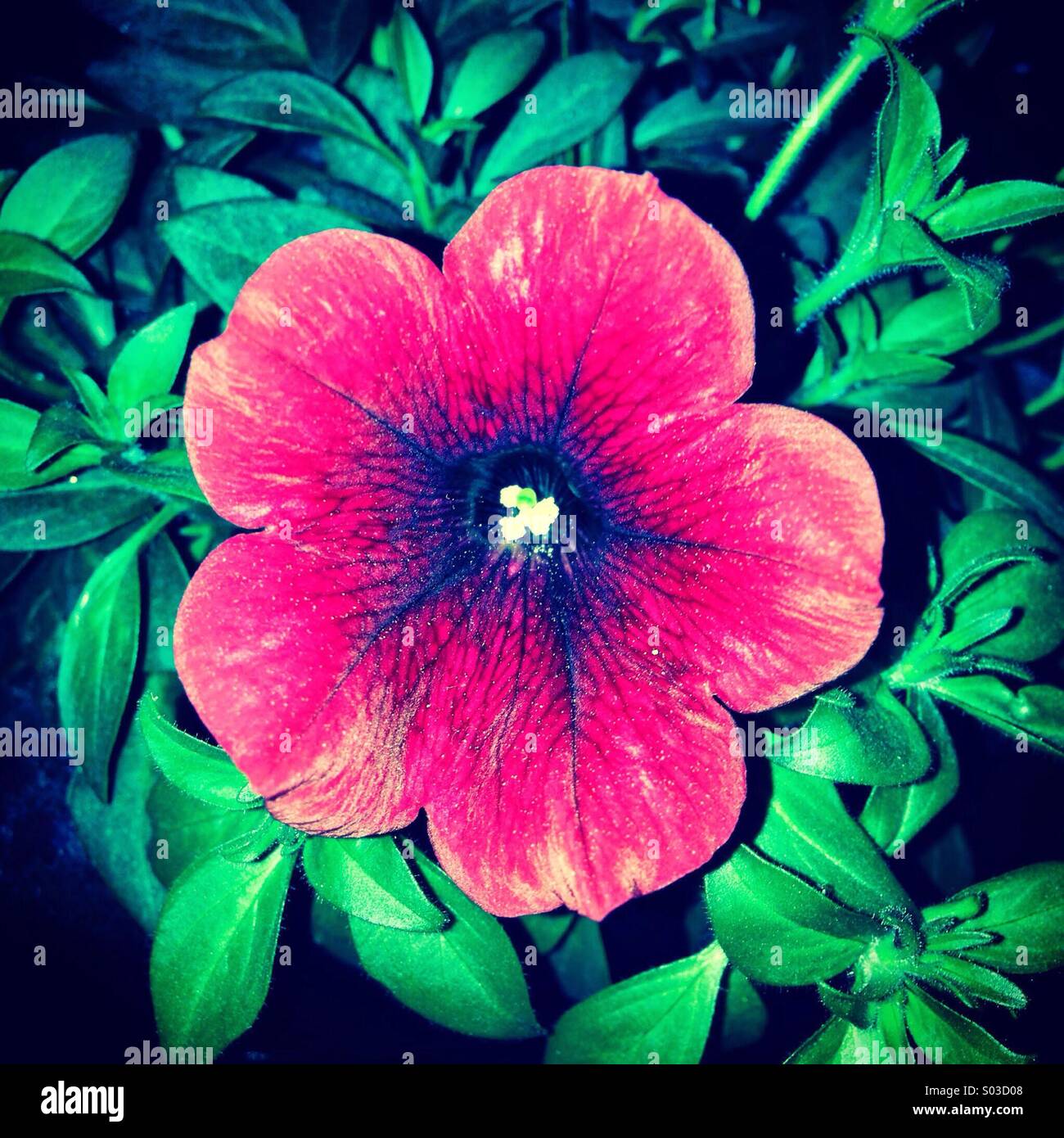 Rosa lila Schönheit der Natur Stockfoto