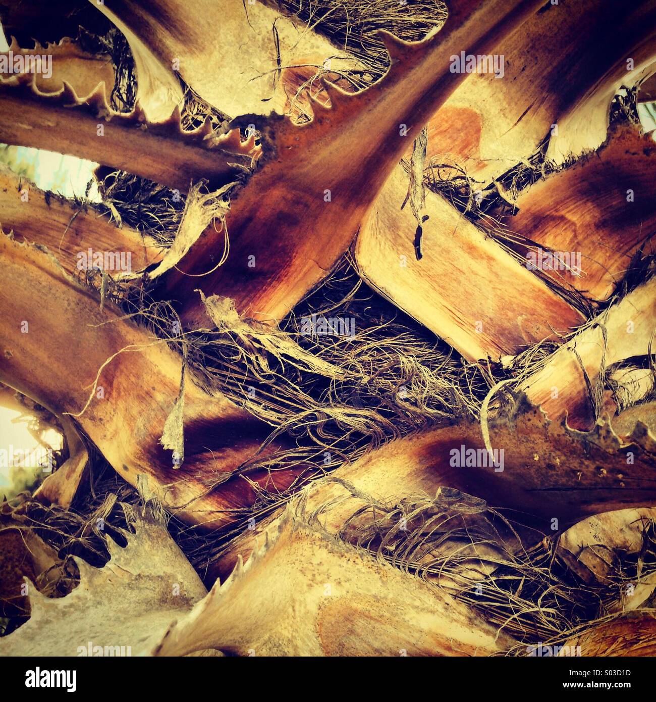Ein genauerer Blick auf die Palme Stockfoto