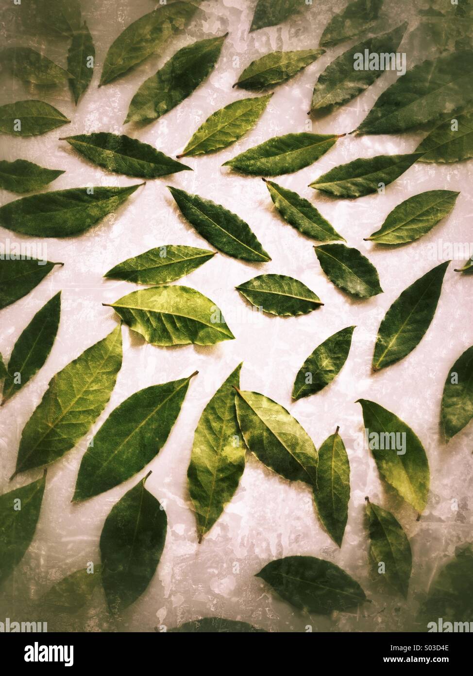 Frische Lorbeerblätter auf weiße Fläche zum Trocknen - Smartphone-aufgenommenes Stockfoto