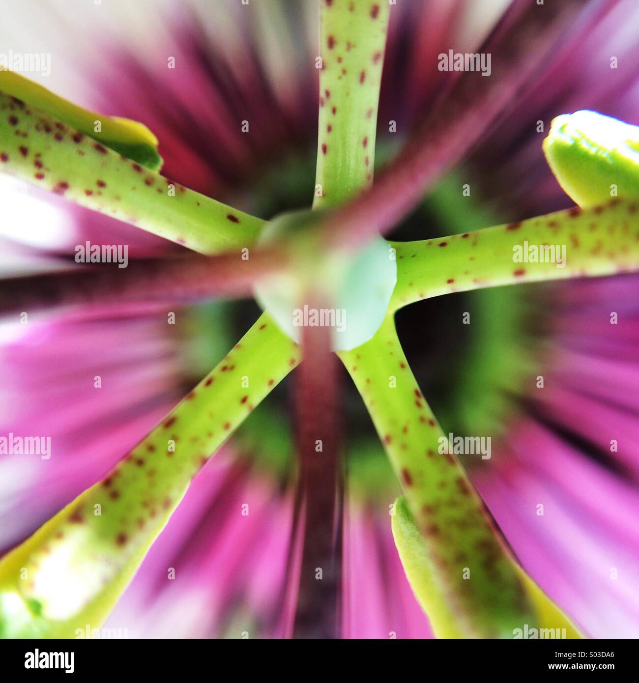 Makro einer Passionsfrucht Blume von oben - Smartphone-aufgenommenes Stockfoto