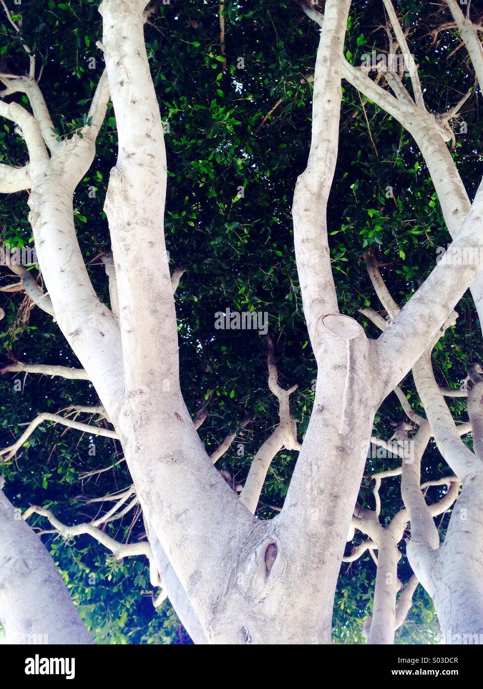 Baum mit weißen Rinde und dichten Laub Blätter - Smartphone-aufgenommenes Stockfoto