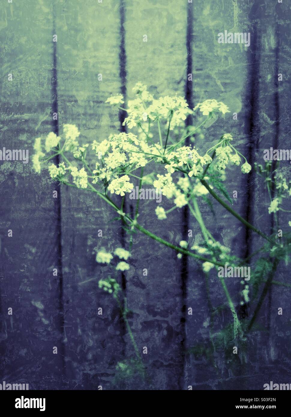 Wilde Blumen gegen Zaun Stockfoto