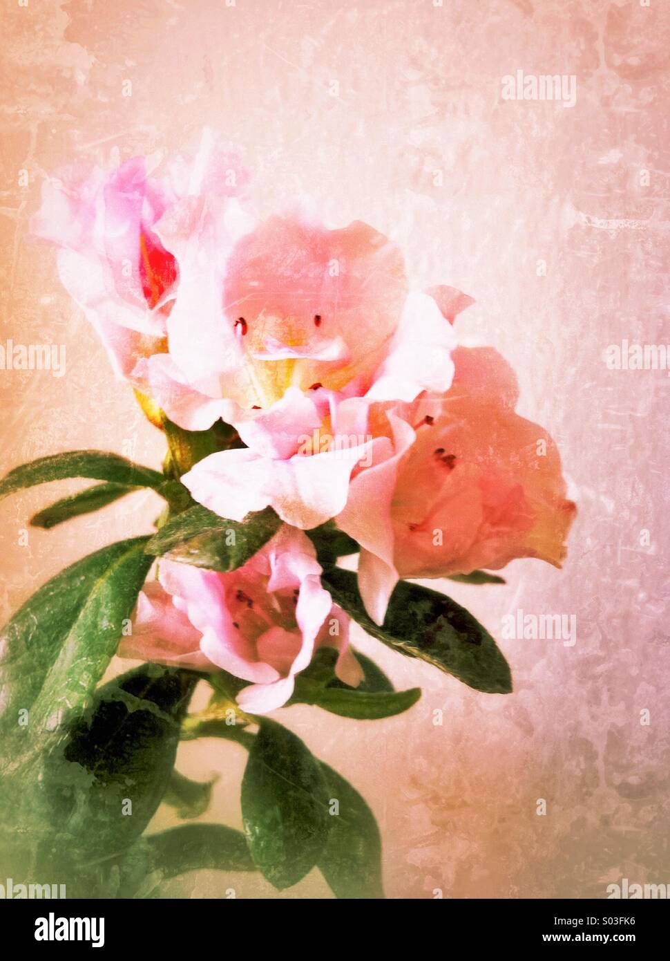 Rosa Azalee Blumen Stockfoto