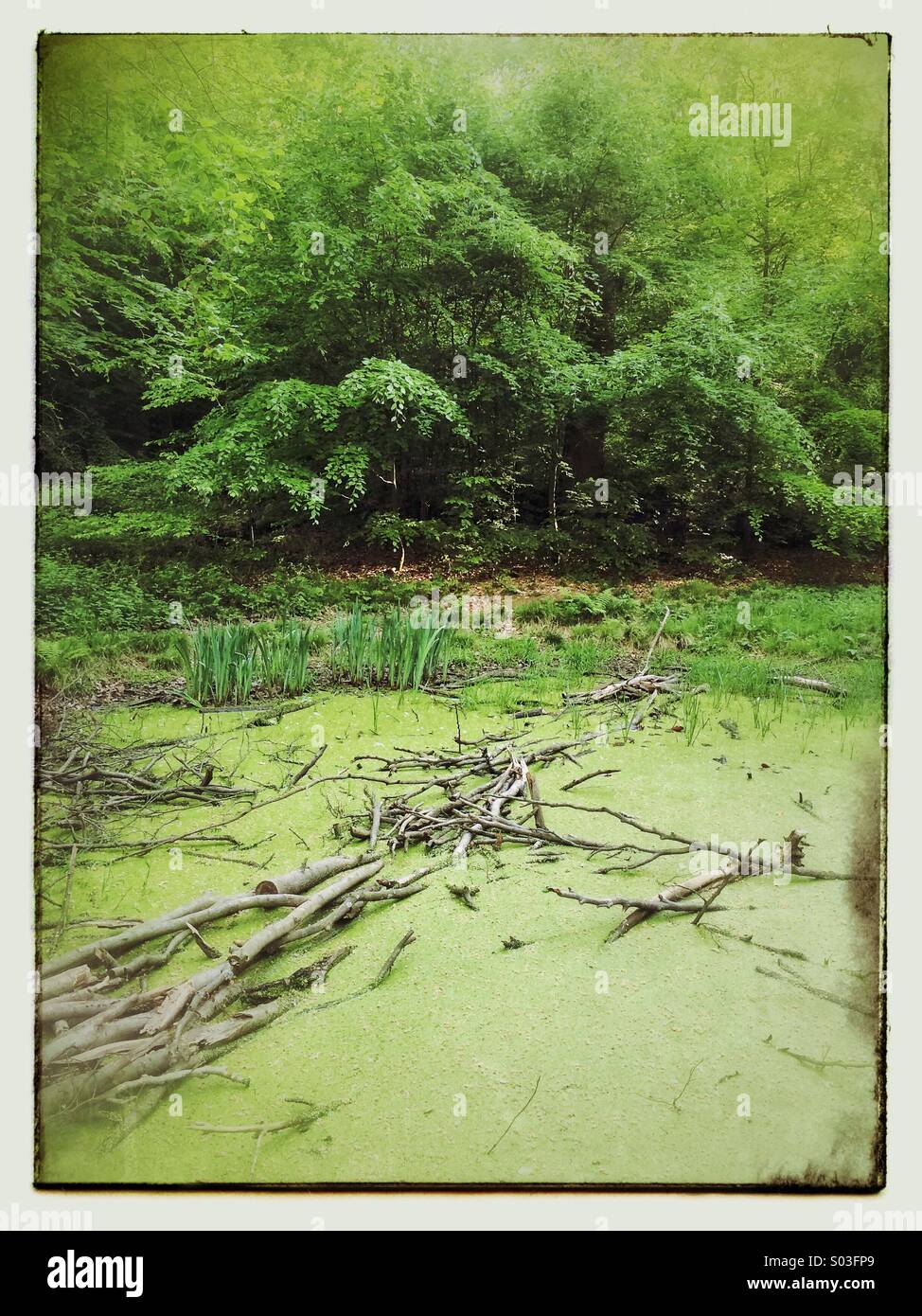 Kleiner Teich im Wald Stockfoto