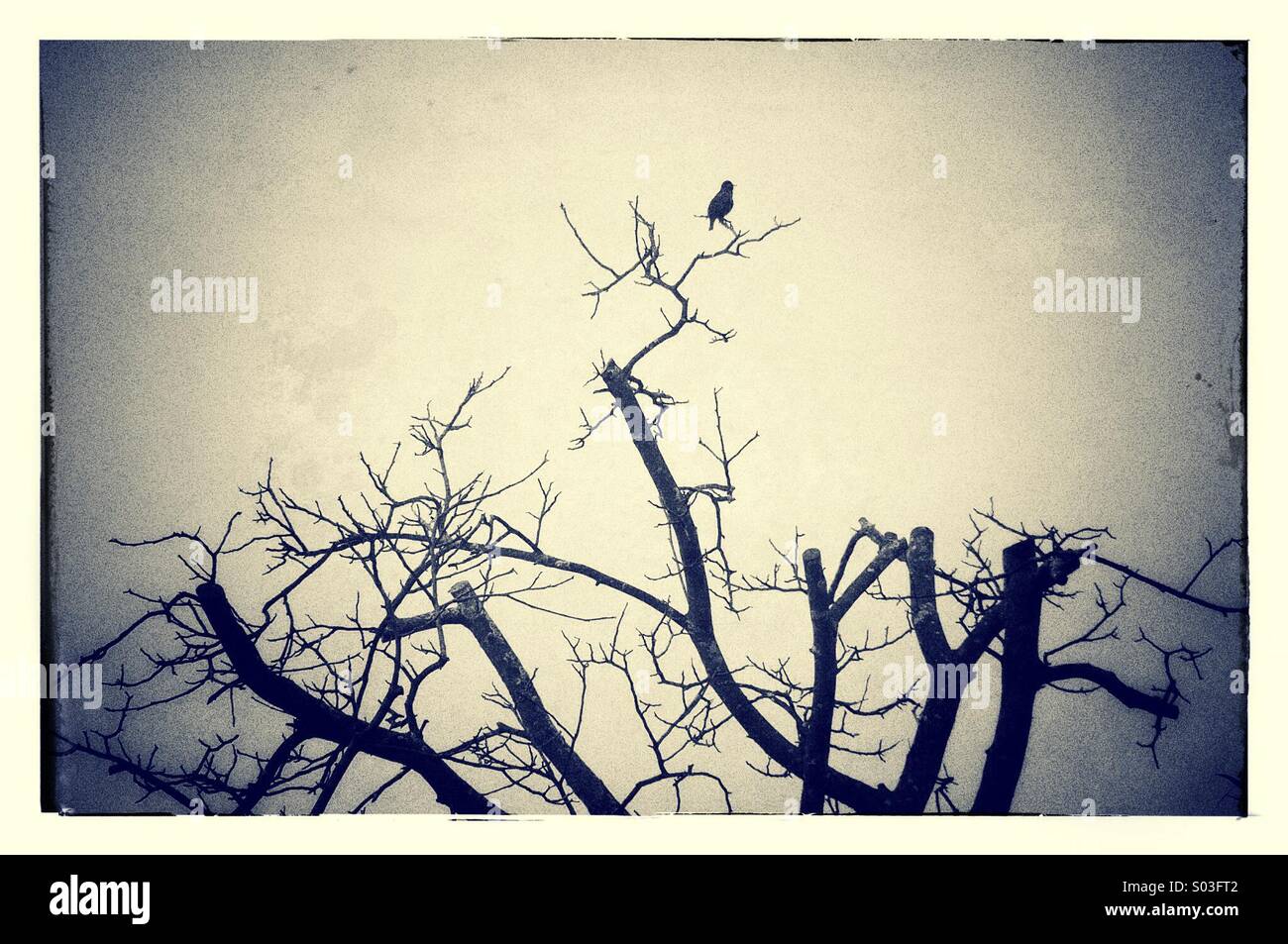 Ein einsamer Vogel auf einem Baum im Gegenlicht Stockfoto
