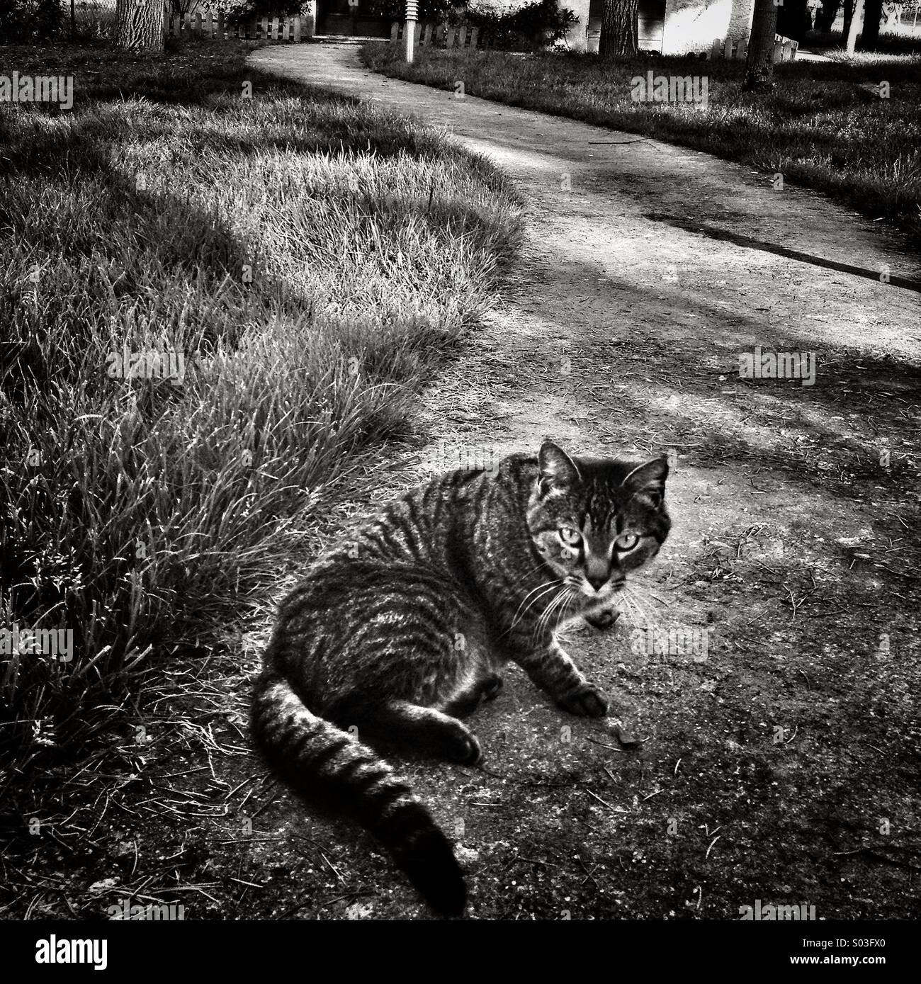Katze in einem Garten - Smartphone-aufgenommenes Stockfoto