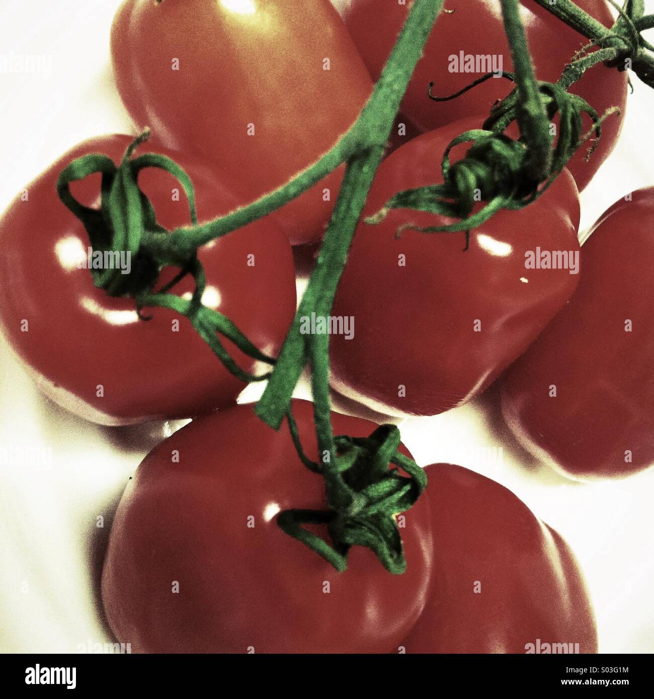 Eiertomaten am Rebstock - Smartphone-aufgenommenes Stockfoto