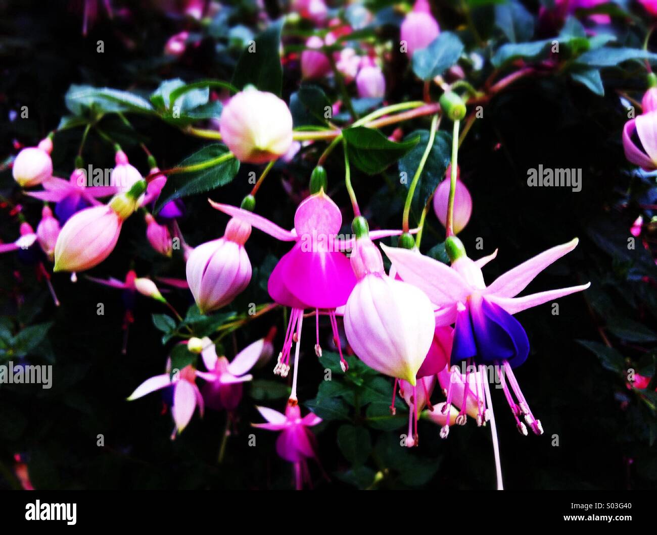 Rosa lila Pink Blumen Stockfoto