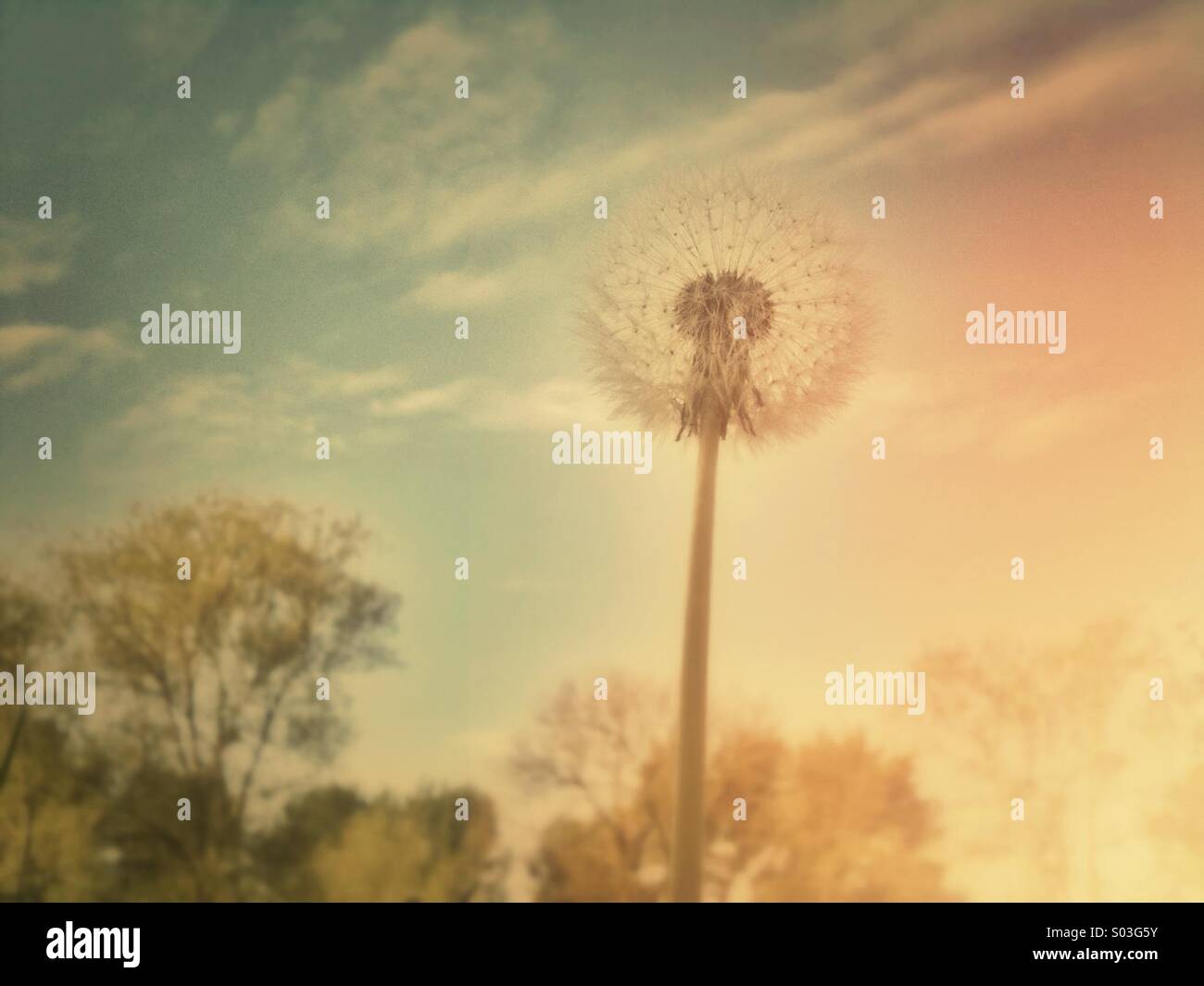 Löwenzahn Samen Kopf mit Retro-Effekt filter Stockfoto