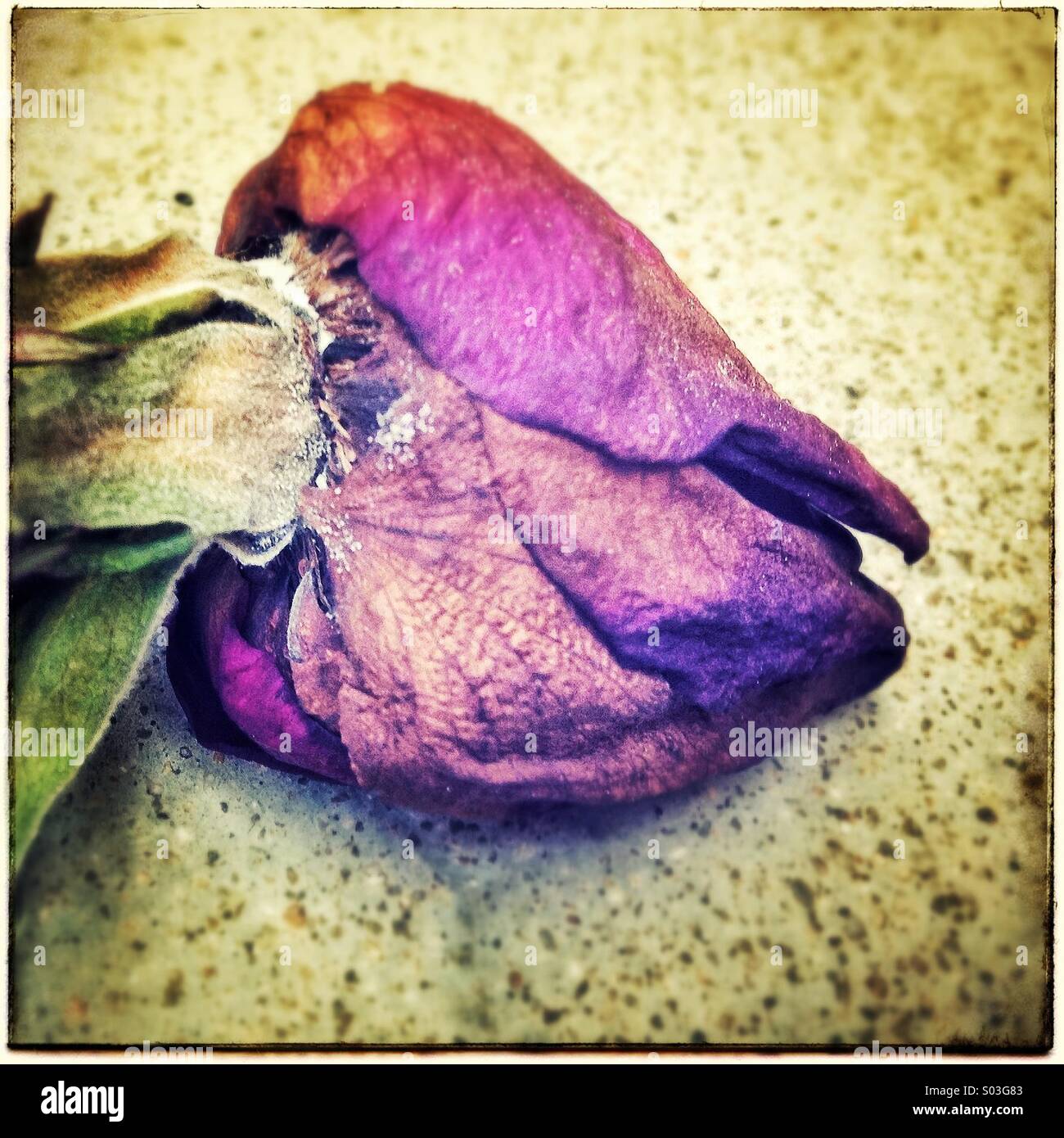 Verwelkte rose Blume - Smartphone-aufgenommenes Stockfoto