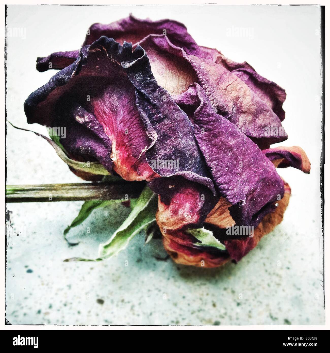 Getrocknete und verwelkte Rosen Stockfoto