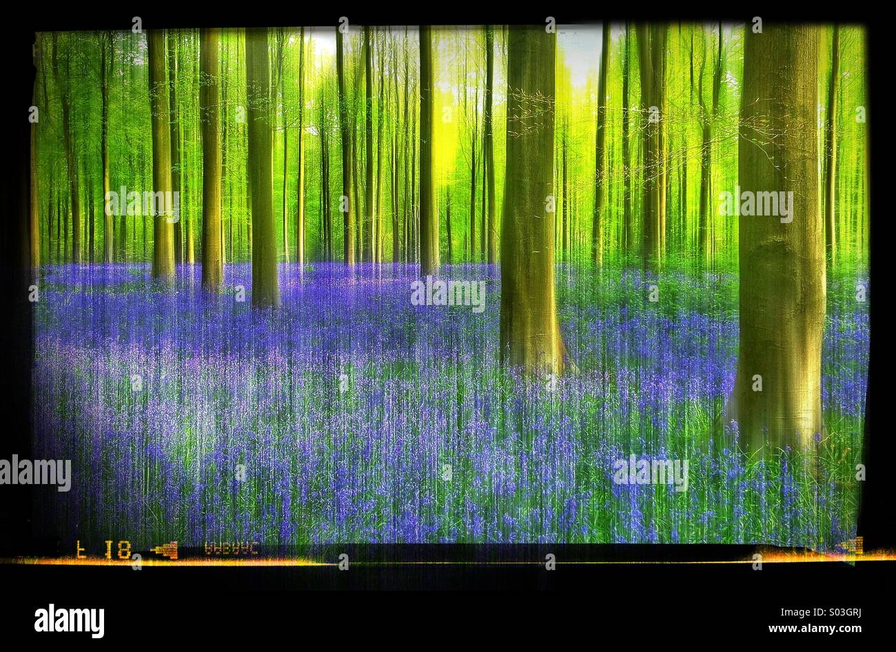 Englische Frühling - Glockenblumen in einem Wald Szene. Bluebell Blume (Hyacinthoides non-Scripta) ist das Vereinigte Königreich 'Lieblingsblume." - Smartphone-aufgenommenes Stockfoto