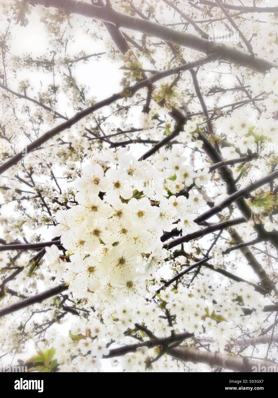 Weißer Frühlingsblüten Stockfoto