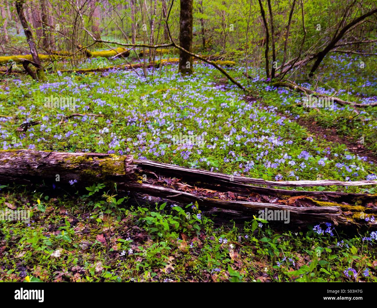 Wildblumen in Whiteoak Spüle, Smokies Stockfoto