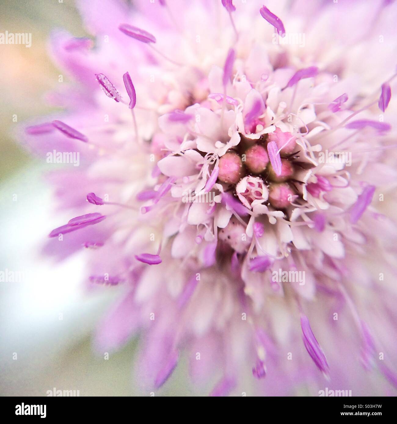 Makro einer Nadelkissen Blume. - Smartphone-aufgenommenes Stockfoto