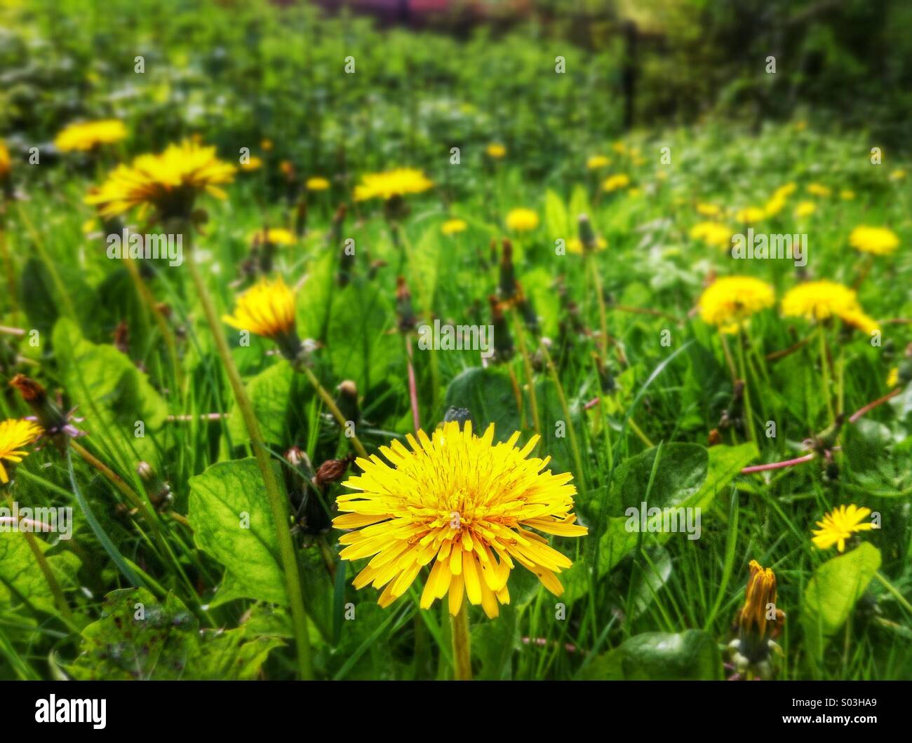 Löwenzahn Stockfoto