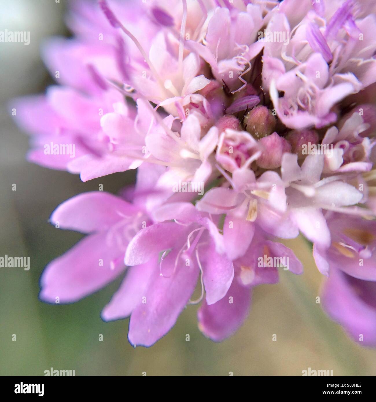 Makro einer Nadelkissen Blume - Smartphone-aufgenommenes Stockfoto