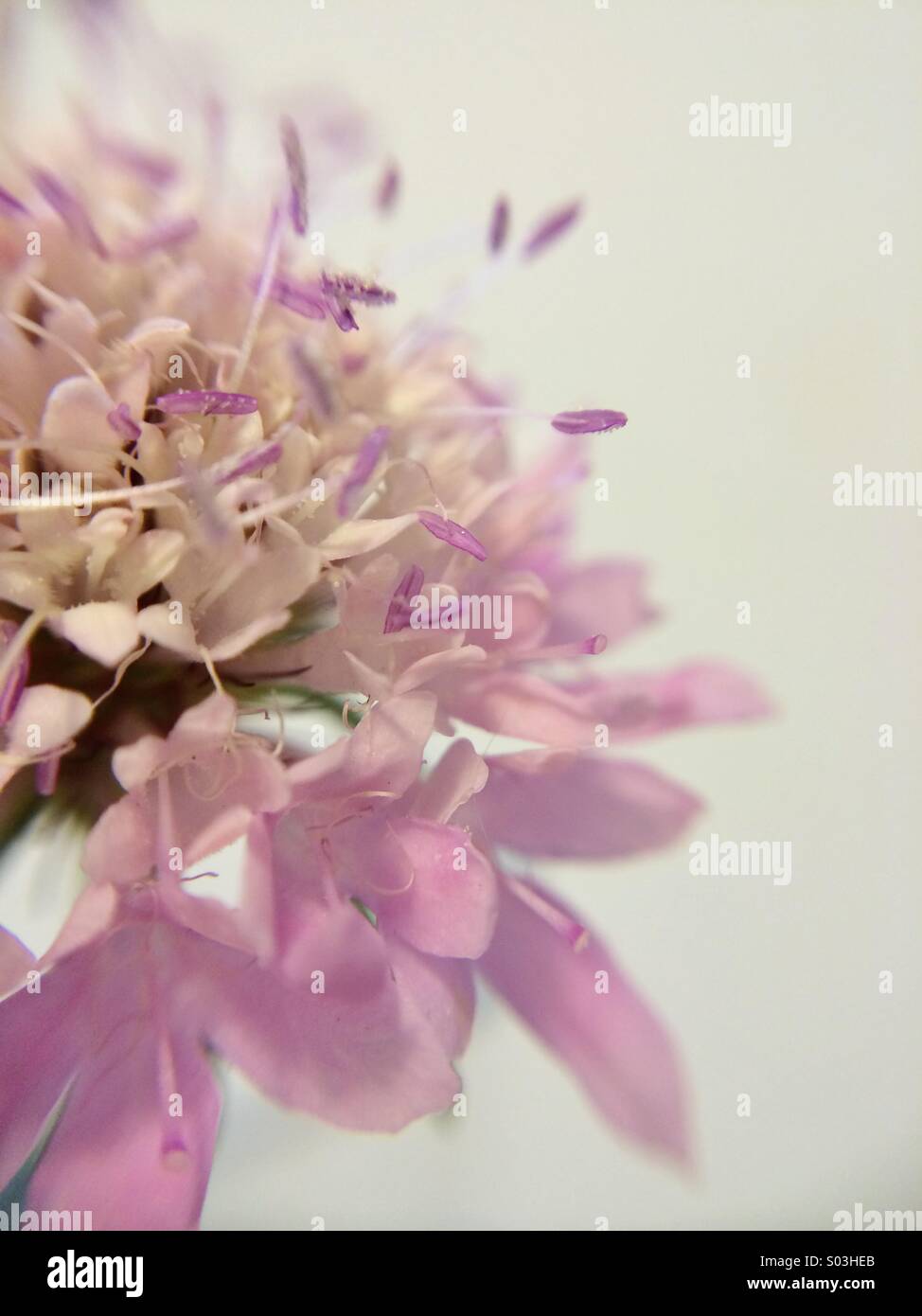 Makro einer Nadelkissen Blume - Smartphone-aufgenommenes Stockfoto