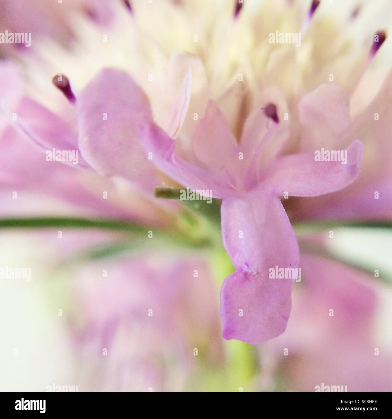 Makro einer Nadelkissen Blume - Smartphone-aufgenommenes Stockfoto
