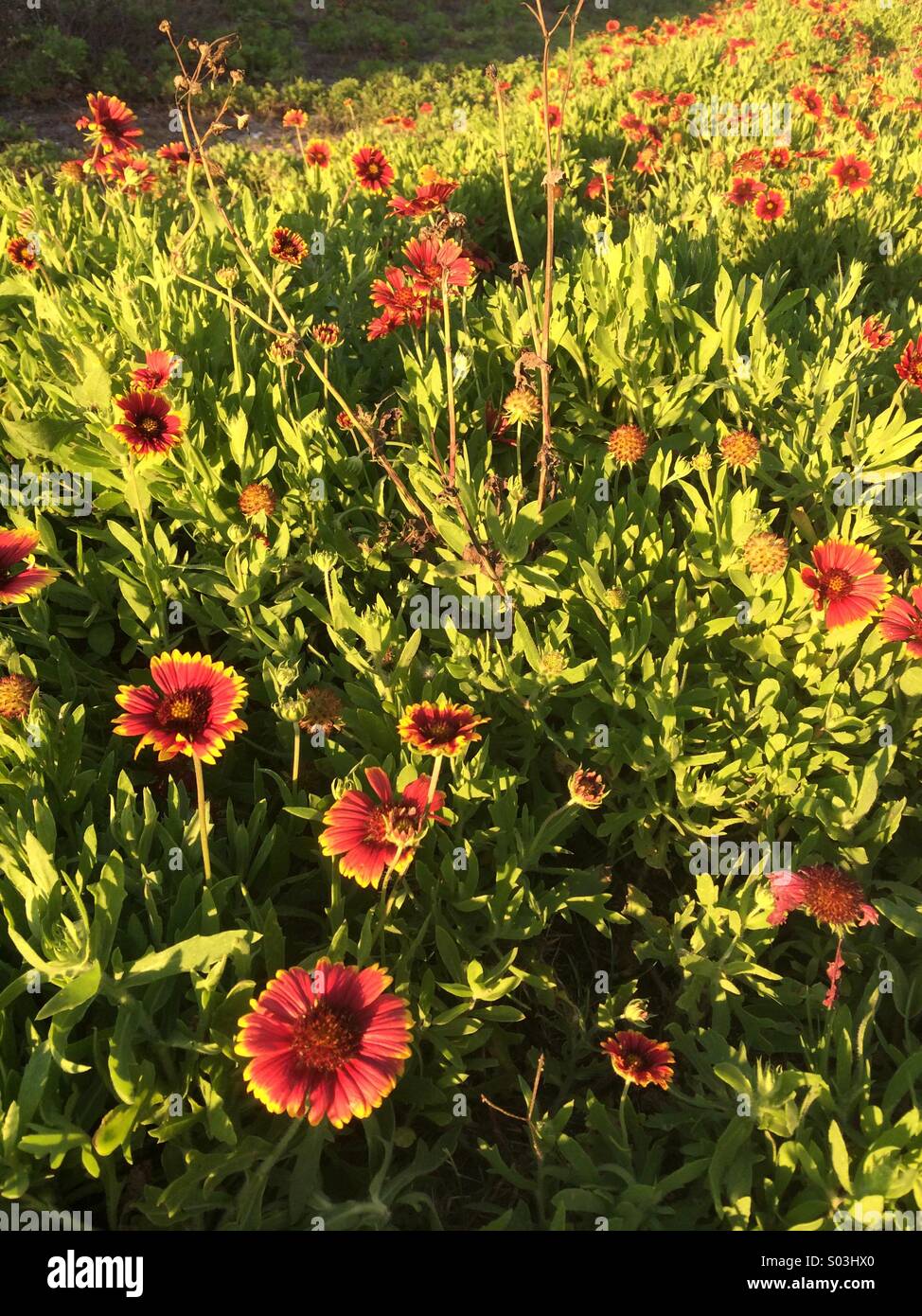 Gaillardia oder indische Decke Blume wächst wild, Jacksonville Beach, Florida, USA. Stockfoto