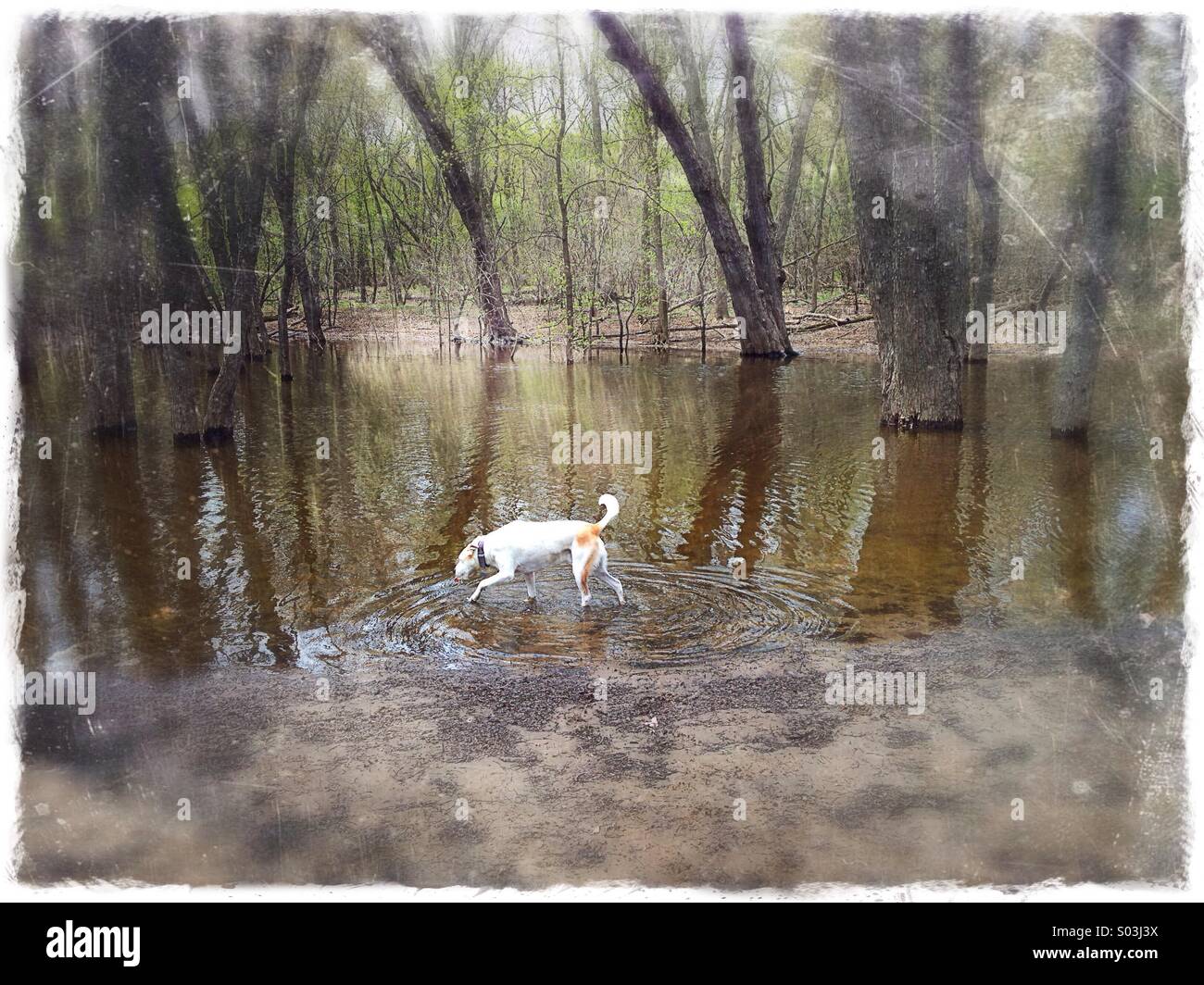 Ein Hund trinken aus einem überschwemmten Gebiet in einem Wald. Stockfoto