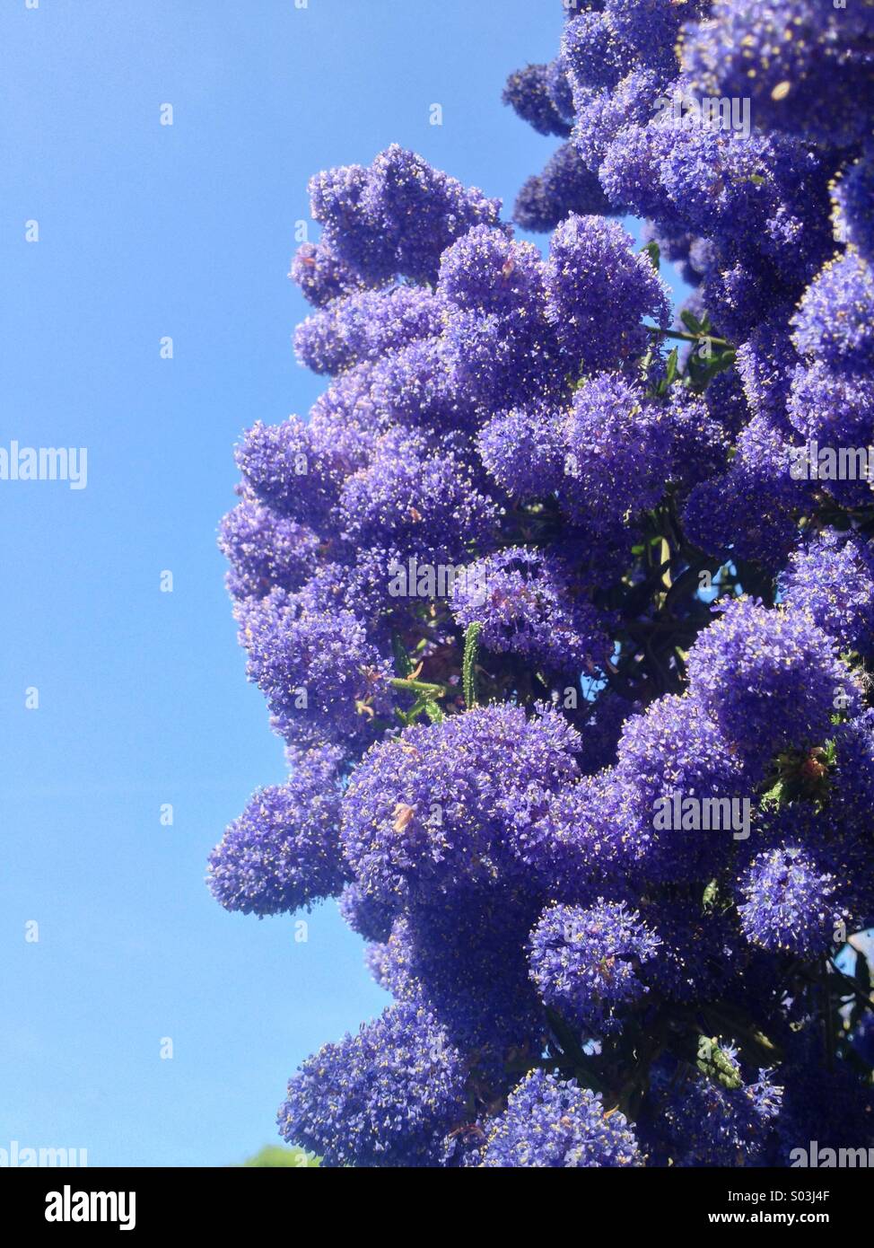 Violette Blüte klarer Himmel Stockfoto