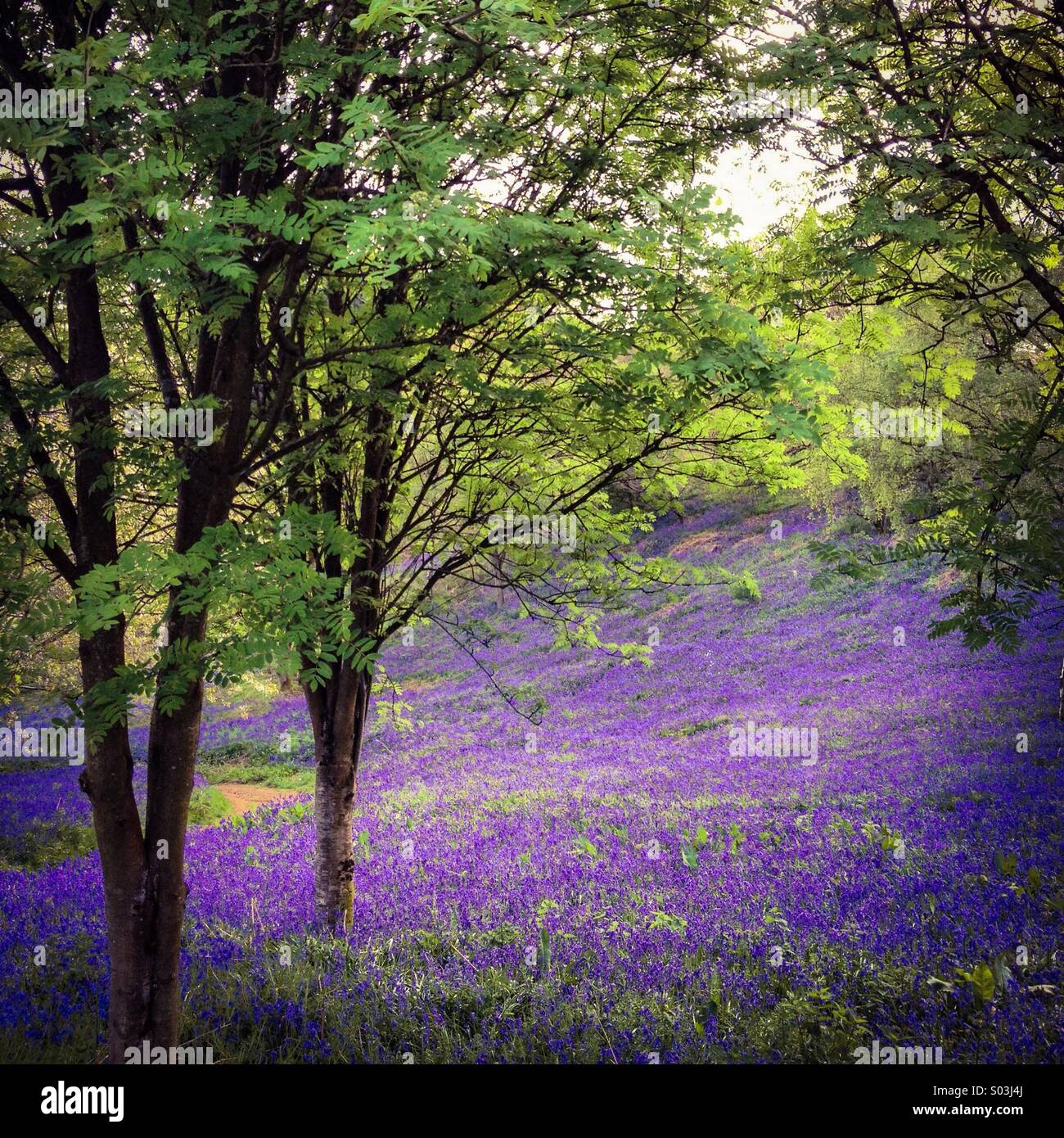 Glockenblumen unter Rowen Bäume, England, UK - Smartphone-aufgenommenes Stockfoto
