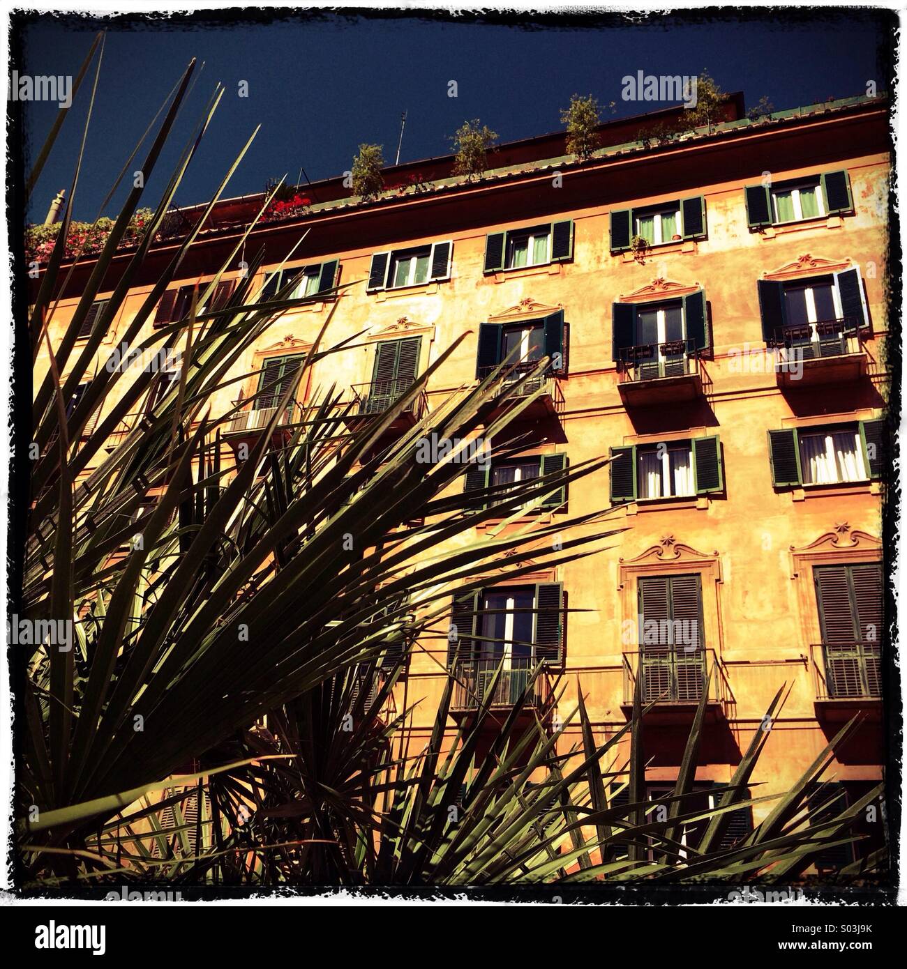Palm und Gebäuden, Rom Italien Europa Stockfoto