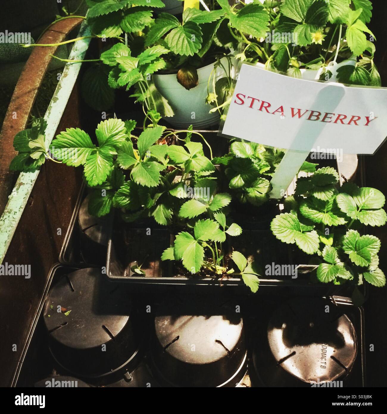 Erdbeerpflanzen für den Verkauf auf Markt. - Smartphone-aufgenommenes Stockfoto
