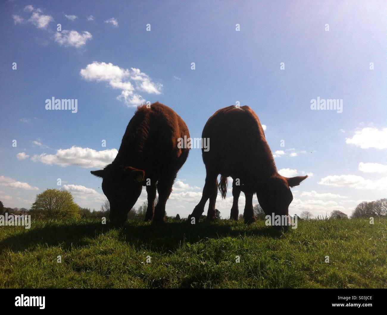 Zwei Stiere Weiden in einem Feld in Fairford, Gloucestershire, England, UK. Stockfoto