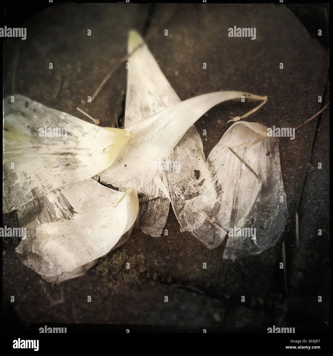 Lichtdurchlässig und verfallende gefallen White Tulip Blütenblätter auf Terrasse Steine. - Smartphone-aufgenommenes Stockfoto