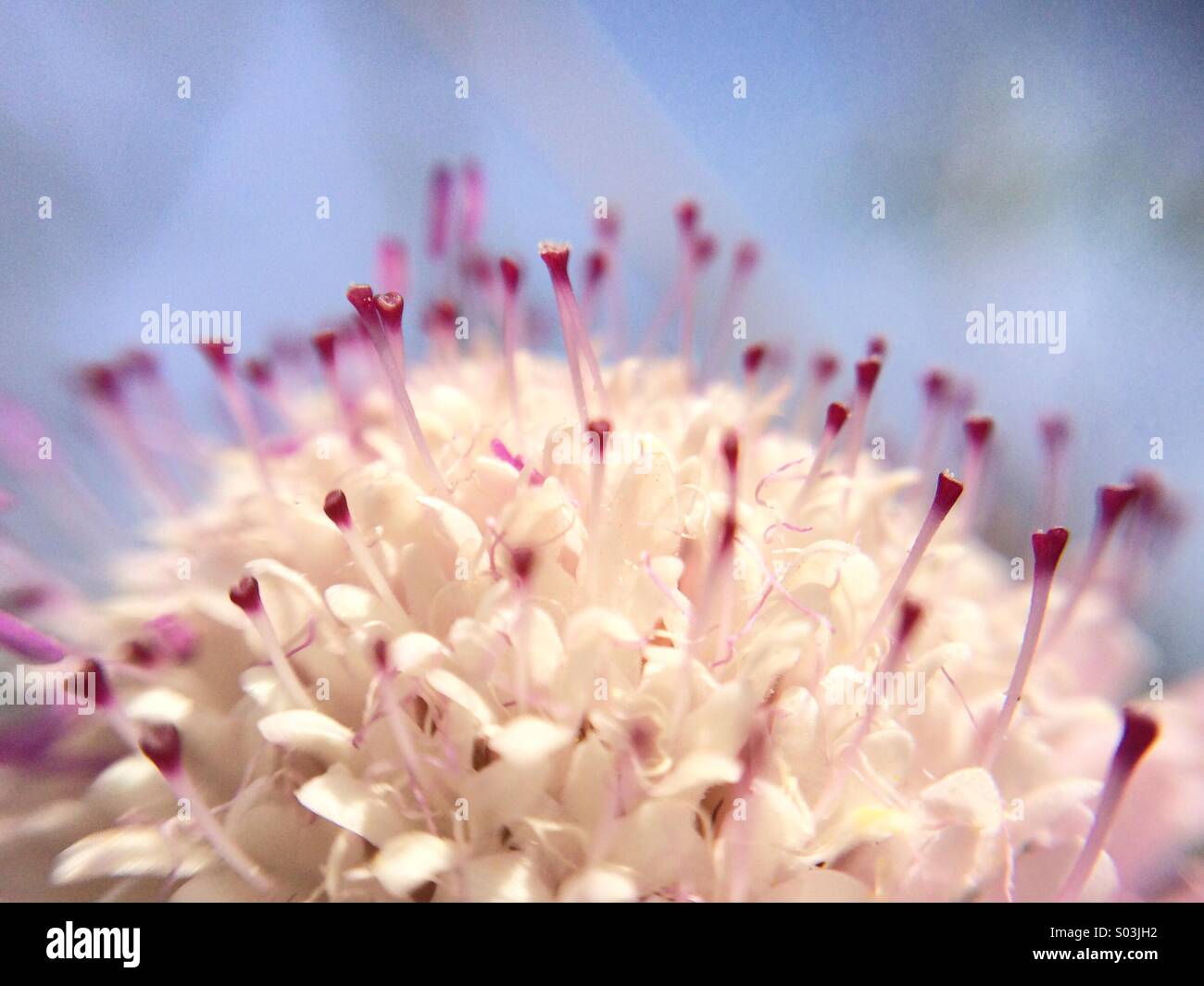 Makro einer Nadelkissen Blume. - Smartphone-aufgenommenes Stockfoto