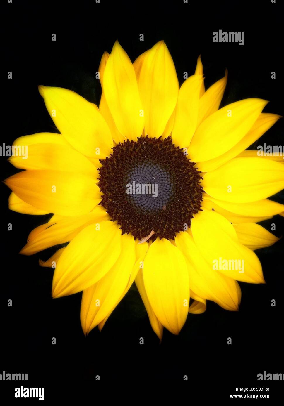 Gelbe Sonnenblumen Stockfoto