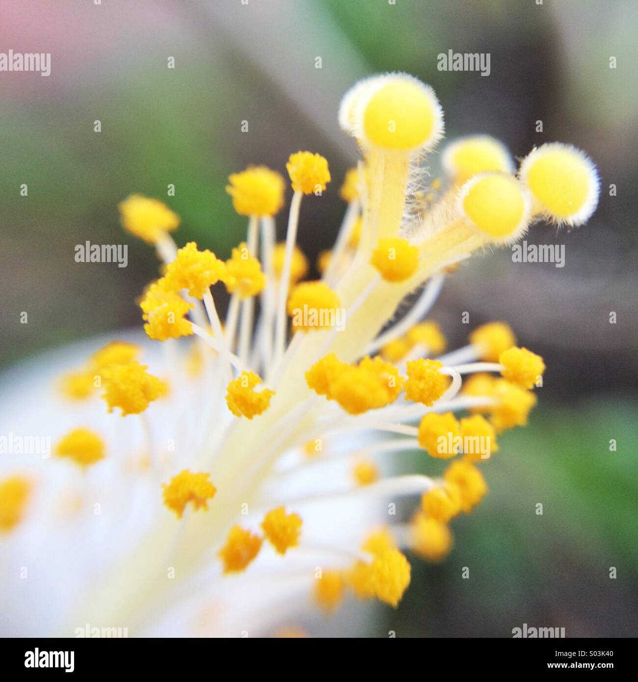 Makro von einem weißen Hibiskusblüten - Smartphone-aufgenommenes Stockfoto