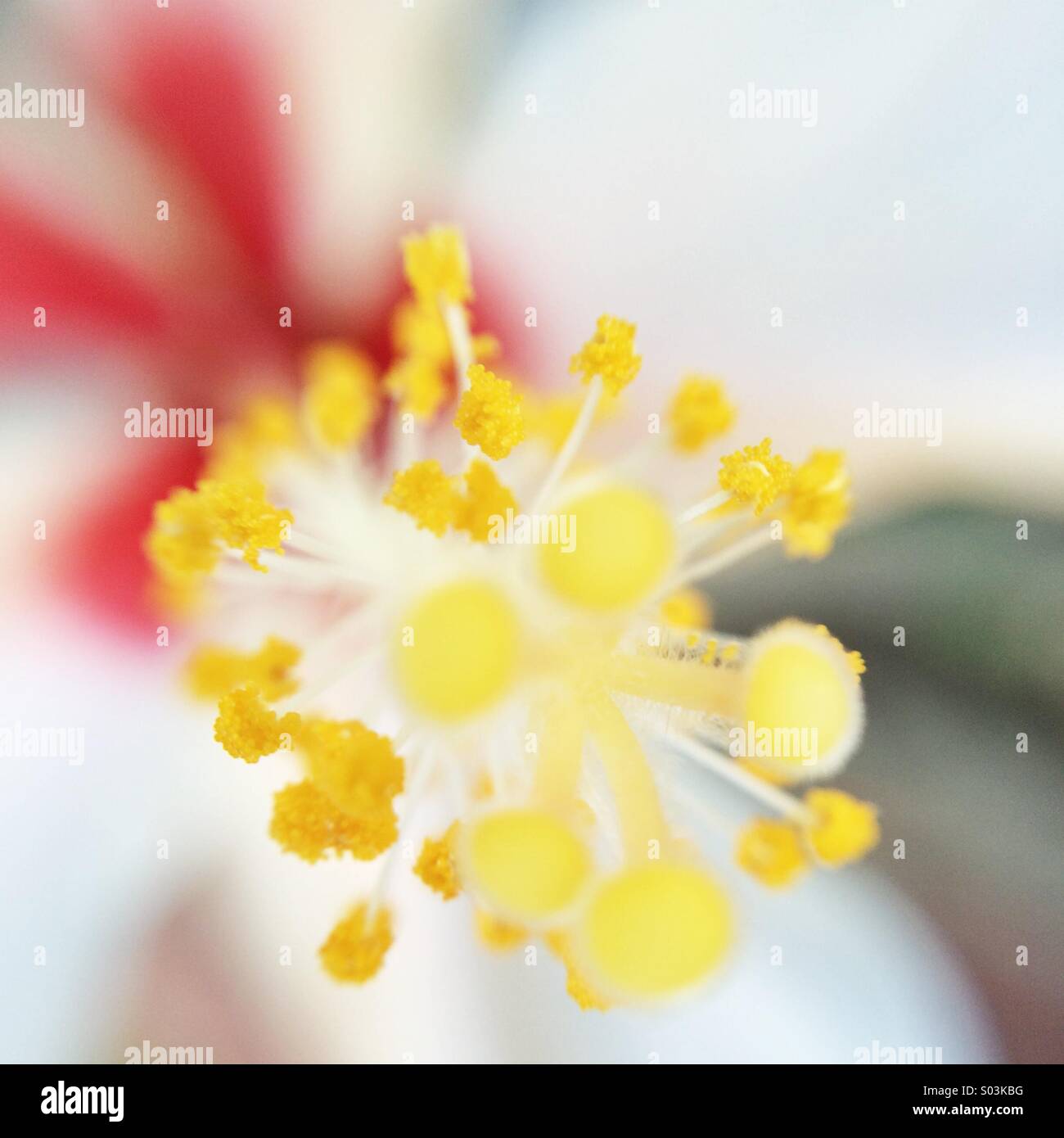 Makro von einem weißen und roten Hibiskusblüte - Smartphone-aufgenommenes Stockfoto