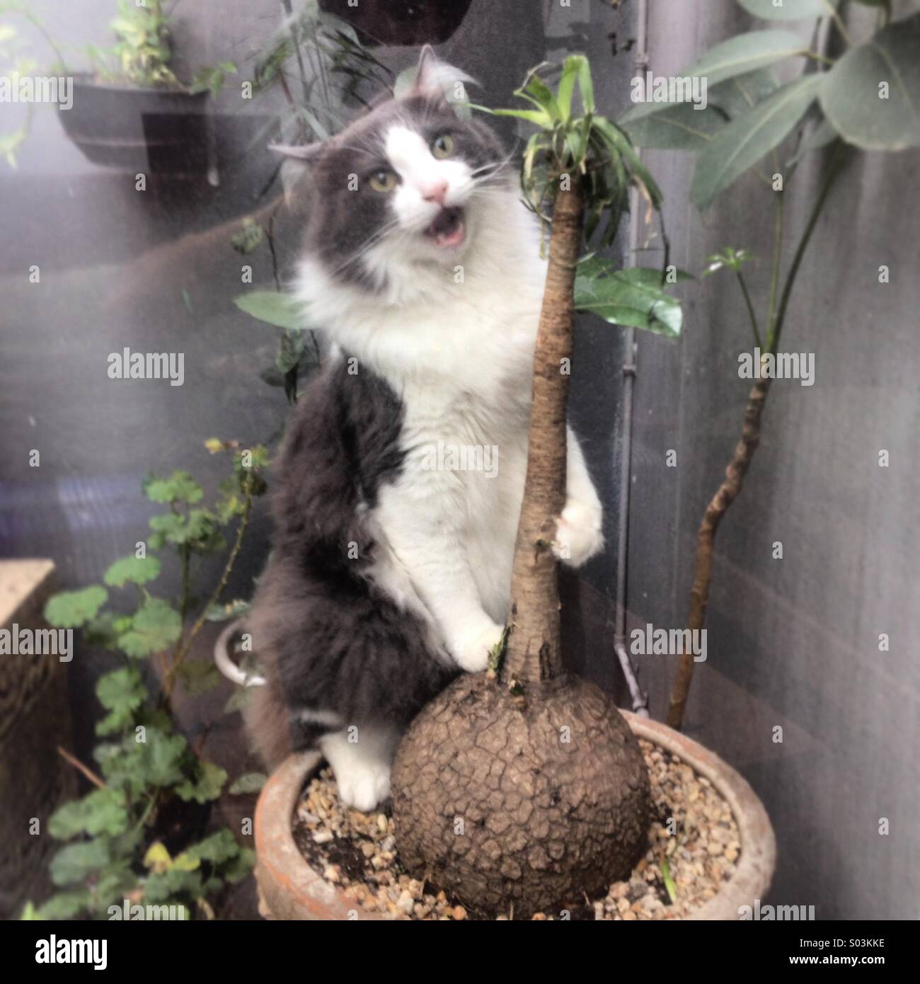 Eine Katze erscheint gesungen werden, als er eine Pflanze in einem Hausgarten in Colonia Roma, Mexiko-Stadt, Mexiko hält - Smartphone-aufgenommenes Stockfoto