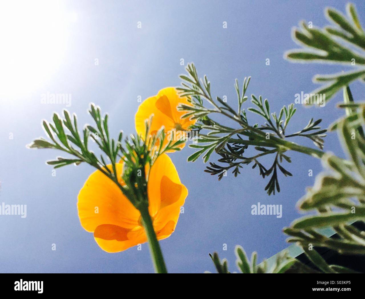 California poppies - Smartphone-aufgenommenes Stockfoto