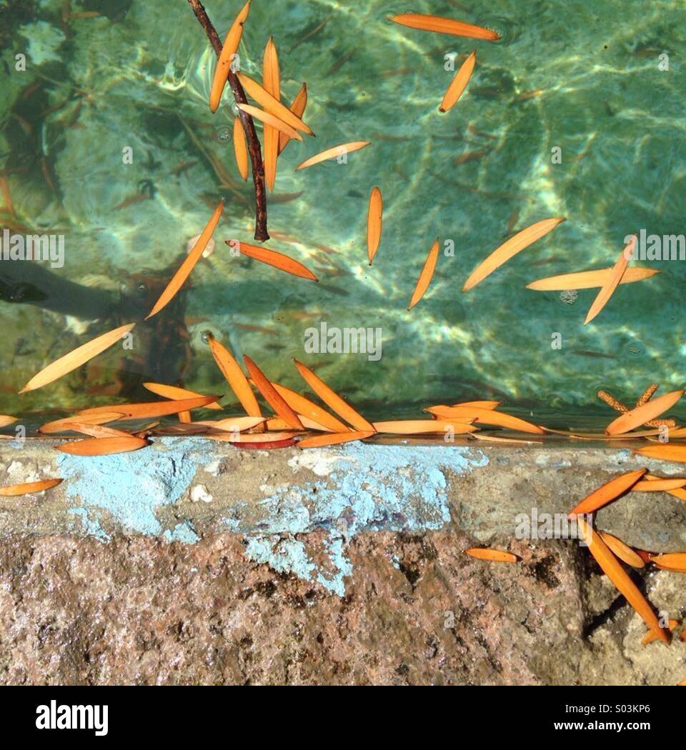 Stadt-Brunnen mit Goldfisch-Blätter Stockfoto
