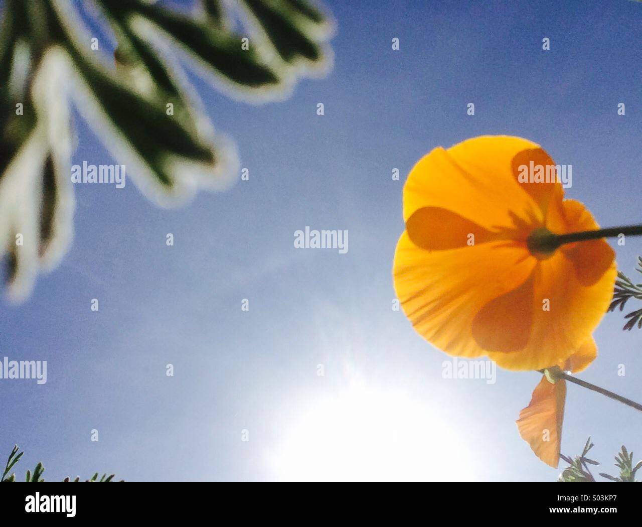 Close up Portrait of California Poppies Blick in die Sonne - Smartphone-aufgenommenes Stockfoto